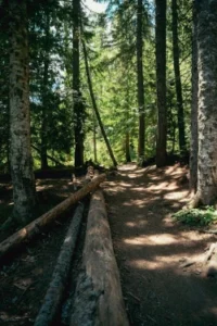 Peaceful forest path bathed in dappled sunlight, showcasing the quiet beauty of easy hiking